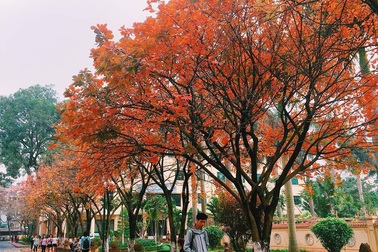 Đẹp ngỡ ngàng hàng lộc vừng thay lá vàng ruộm trong khuôn viên ĐH Sư phạm
