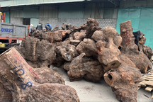 Phát hiện 5 xe đầu kéo vận chuyển 240m3 gỗ xá xị nhập khẩu trái phép