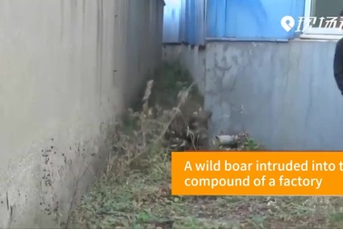 Lợn rừng hoành hành trên đường phố ở Trung Quốc