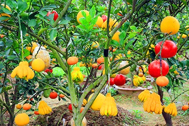 Gặp “phù thuỷ" tạo cây ra năm thứ quả