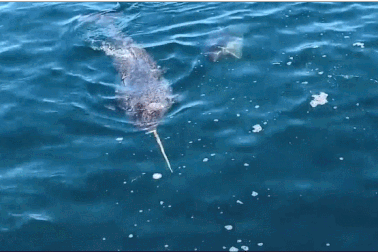 Những chiếc ngà bí ẩn của loài kỳ lân biển có tác dụng gì?