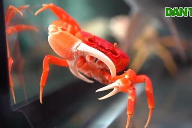 Độc lạ trào lưu chơi cua kiểng nhiều màu sắc ở Hà Nội