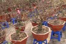 Chán chơi đào khủng, người Hà Nội chuộng đào mini 2 gang tay