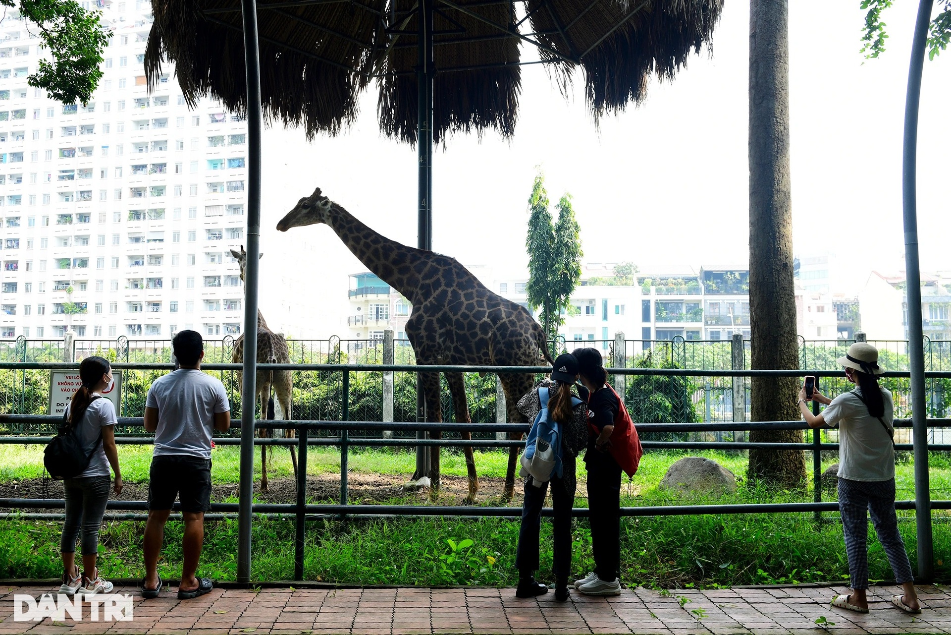 Thảo cầm viên Sài Gòn mở cửa, người dân đổ xô đưa con em đến vui chơi - 8 Thảo cầm viên Sài Gòn mở cửa, người dân đổ xô đưa con em đến vui chơi - 8