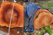 Thợ gỗ thuê người cưa trộm 2 cây xanh hơn 10 năm tuổi