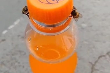 Ngỡ ngàng khoảnh khắc hai chú ong hợp tác để mở nắp chai nước ngọt