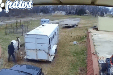 Hung hăng tấn công ngựa, chó Pitbull nhận bài học nhớ đời