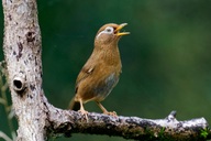 Loài chim cảnh quen thuộc có tên trong Sách đỏ, người nuôi có thể bị phạt