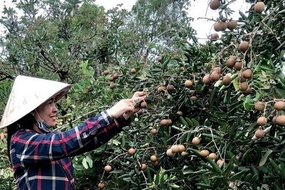 Sóc Trăng: Nhãn trái to, dày cơm, xuống giá vẫn khó bán vì dịch Covid-19 - 1 Sóc Trăng: Nhãn trái to, dày cơm, xuống giá vẫn khó bán vì dịch Covid-19 - 1