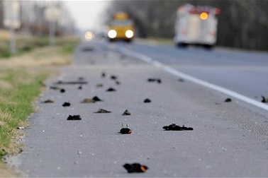 Bang thứ 2 tại Mỹ phát hiện chim chết hàng loạt