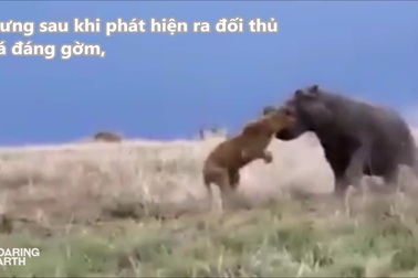 Sư tử nhận bài học vì chọc tức hà mã