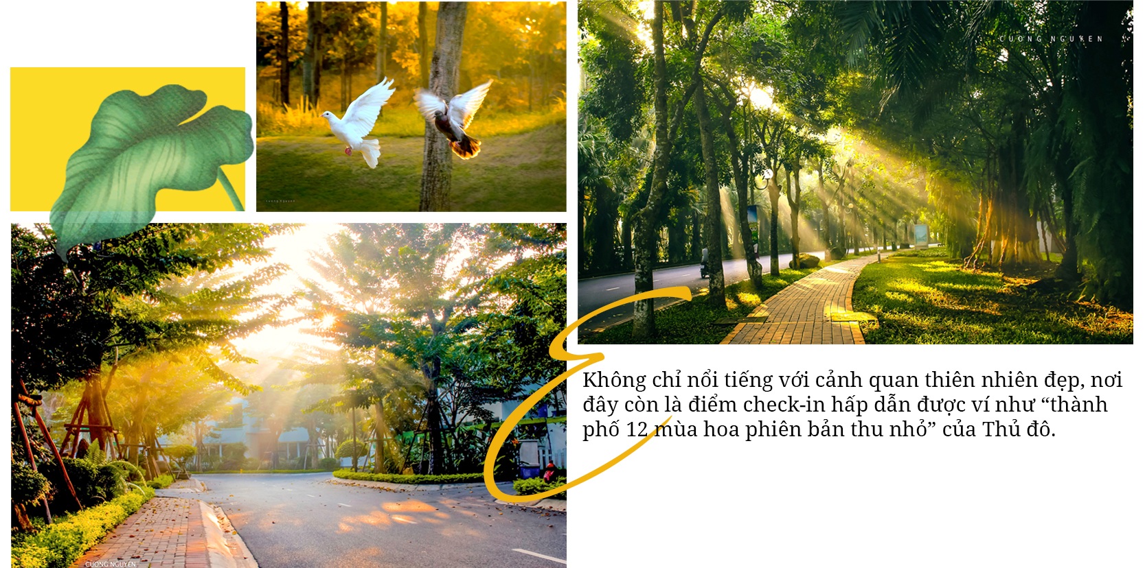 Về Ecopark ngắm cánh đồng hoa dã quỳ ngập tràn sắc vàng giữa trời đông - 2
