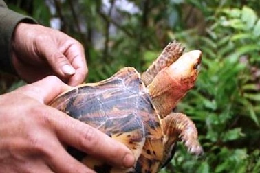 Thả 2 con rùa quý về khu bảo tồn thiên nhiên