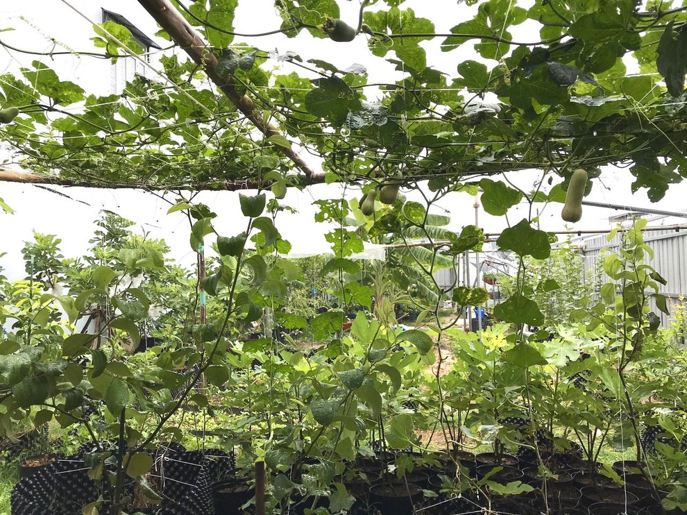 Mượn đất đồng nghiệp, vợ chồng ở Đà Nẵng làm vườn trái cây trăm gốc - 2