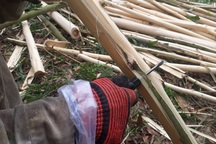 Bươn chải kiếm tiền từ nghề bóc vỏ cây keo