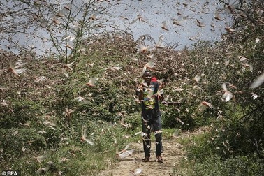 Dịch châu chấu tồi tệ nhất đang tấn công châu Phi