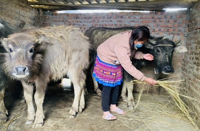 Người dân xã Tả Ngài Chồ, Mường Khương, Lào Cai chăm sóc đàn vật nuôi.


