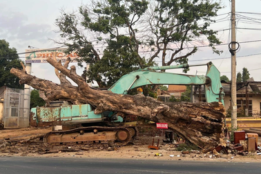 Người dân tiếc nuối cây gạo trăm năm tuổi ở khu vực Biển Hồ vừa bị chết