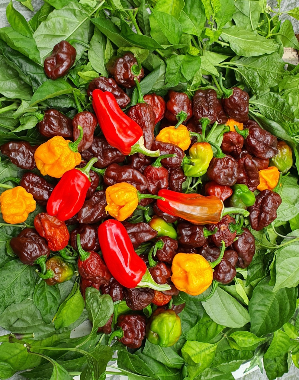 Trào lưu làm vườn, trồng cây gia vị hiếm có khó tìm của các ông bố Việt - 2 Trào lưu làm vườn, trồng cây gia vị hiếm có khó tìm của các ông bố Việt - 2