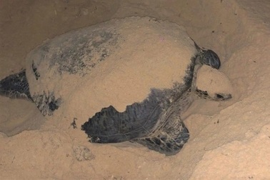 Rùa biển quý hiếm "hì hục" cả đêm đẻ gần 100 quả trứng