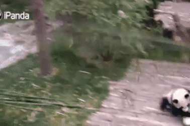 Video chú gấu "lầy lội" bám theo người làm vườn gây sốt trên Facebook
