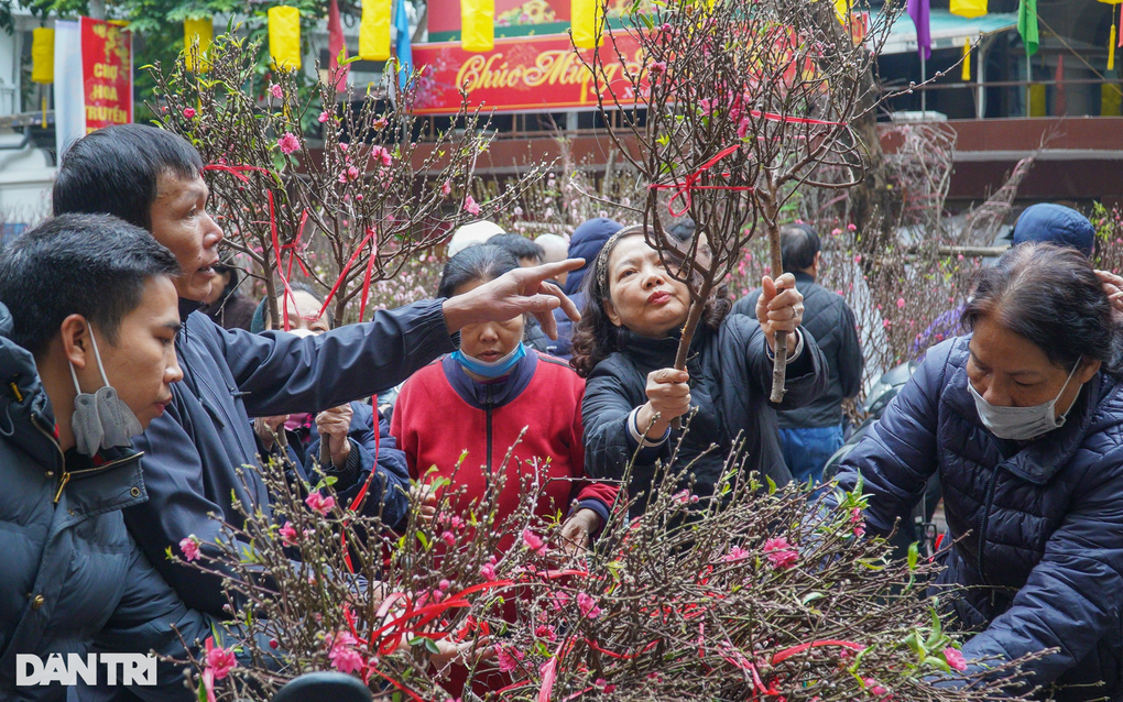 Đào, quất tiền triệu ế khách, dòng cây mini vài trăm nghìn đồng lên ngôi - 3