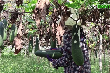 Bí đao xanh chỉ 1.500 đồng/kg, nông dân Quảng Nam lỗ nặng