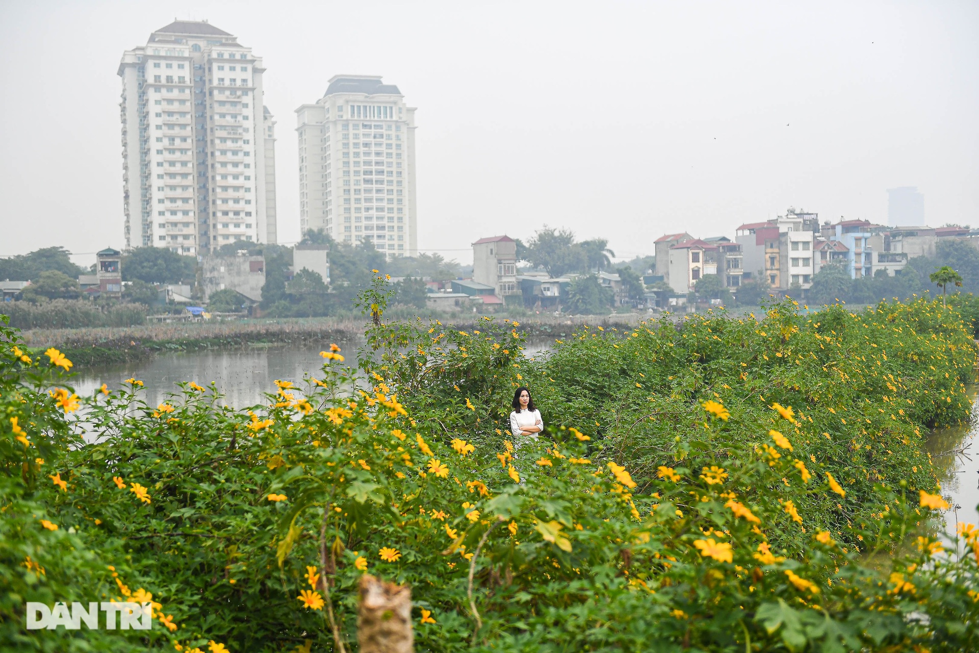 Ngắm loài hoa biểu tượng của Đà Lạt giữa lòng Hà Nội - 3