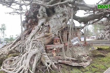 “Siêu cây triệu đô”, đại gia Hà Nội để chơi không bán