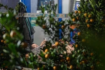 Tiểu thương tránh rét trong cây ATM, xuyên đêm trông đào, quất