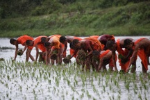 Sư thầy, người dân đội mưa cấy lúa mừng lễ Sene Dolta của đồng bào Khmer