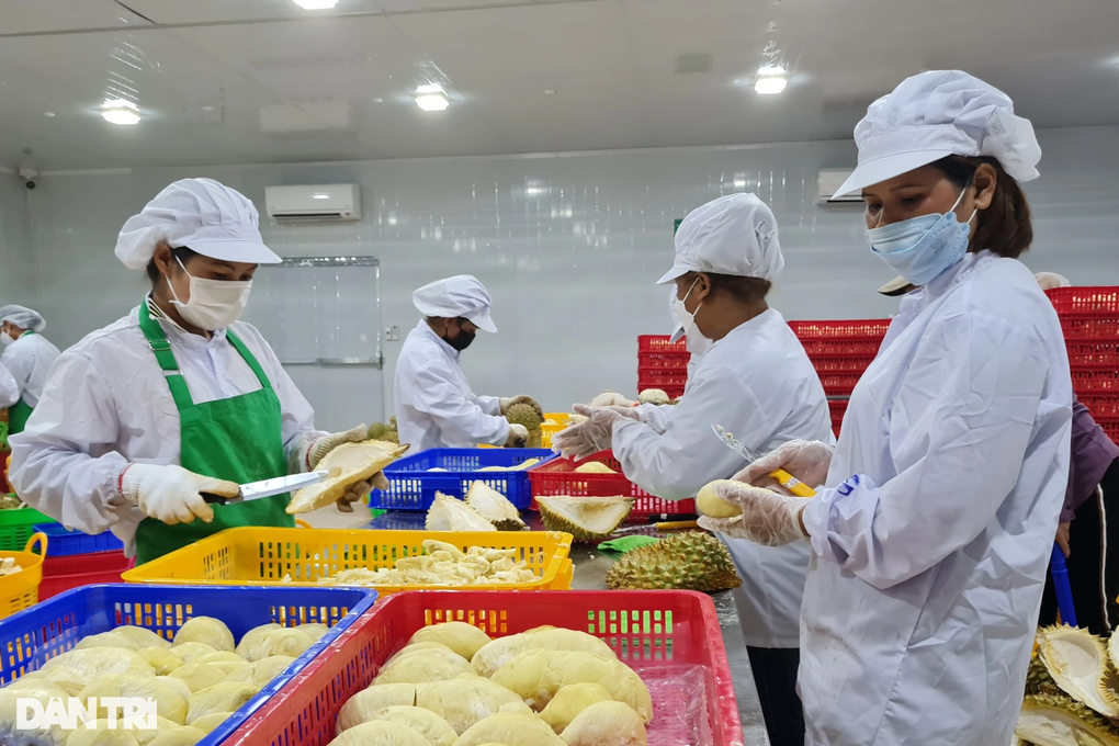Điều tra vụ giả chữ ký chủ tịch xã để xuất khẩu sầu riêng - 1 Điều tra vụ giả chữ ký chủ tịch xã để xuất khẩu sầu riêng - 1