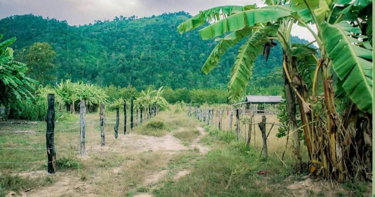 Công ty sản xuất kẹo rau Kera: Liên hệ nông dân trồng cây rồi... mất hút