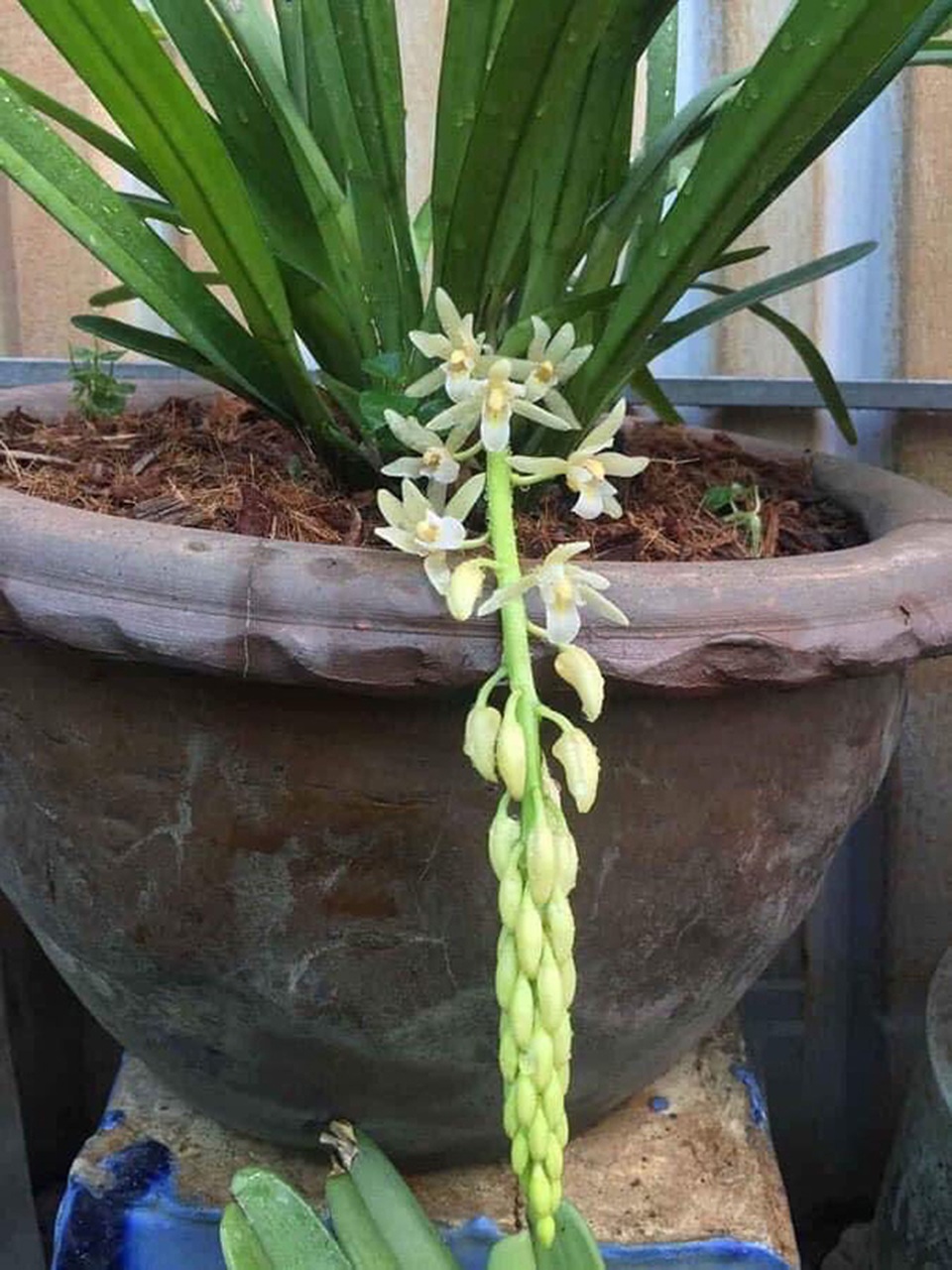 Người dân tăng công, mất sức vì sợ lan quý chết giữa nắng nóng - 11 Người dân tăng công, mất sức vì sợ lan quý chết giữa nắng nóng - 11