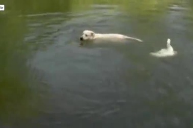 Những sinh vật đáng yêu nhất quả đất