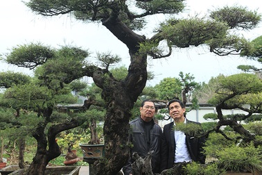Ra tay giải cứu hàng chục "cụ cây", người đàn ông có ngay vườn bonsai "triệu đô"