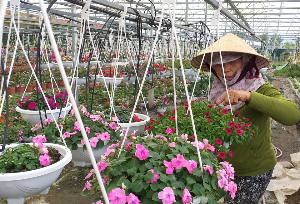 Hoa Tết được giá, nông dân phấn khởi - 4 Hoa Tết được giá, nông dân phấn khởi - 4