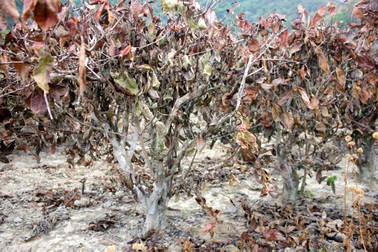 Mưa xuất hiện, nền nông nghiệp vẫn lao đao vì hạn