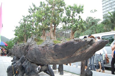 5 cây cảnh giá triệu đô gây xôn xao dư luận của đại gia Việt