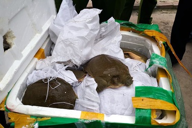 Bắt giữ hơn 1 tấn ba ba Trung Quốc nhập lậu