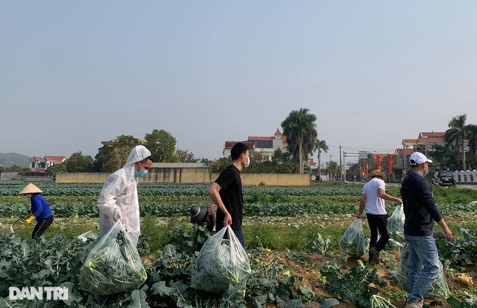 Rau củ thối rữa vứt đầy ruộng, nông dân Chí Linh nợ cả tỷ đồng tiền vay vốn - 10 Rau củ thối rữa vứt đầy ruộng, nông dân Chí Linh nợ cả tỷ đồng tiền vay vốn - 10