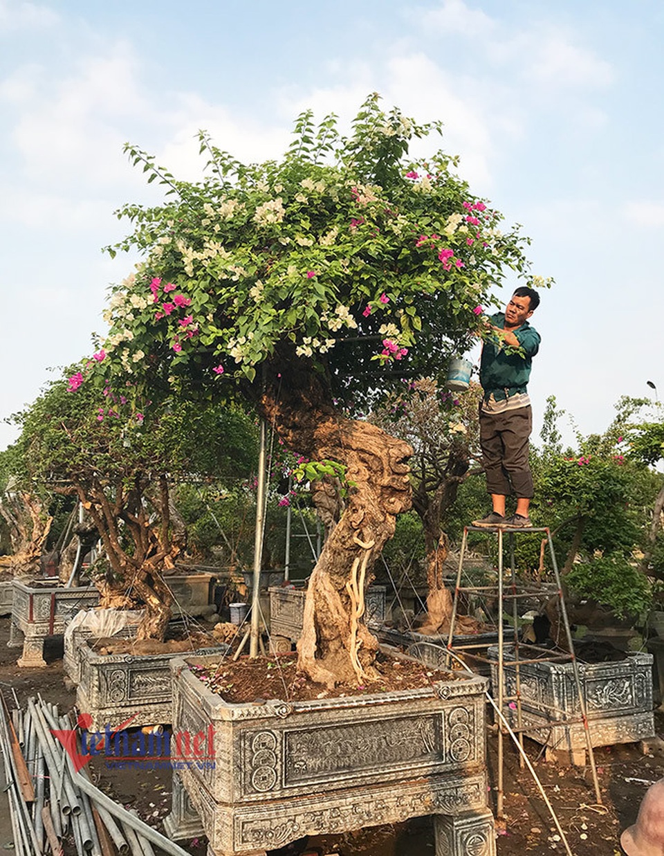 600 triệu đồng một gốc hoa giấy ngũ sắc, đại gia xuống tiền chơi Tết - 12 600 triệu đồng một gốc hoa giấy ngũ sắc, đại gia xuống tiền chơi Tết - 12