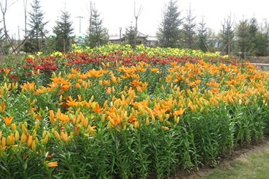 Hội chợ hoa xuân Gia Lâm - Điểm đến lý tưởng cho người trồng và chơi hoa