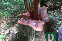 Lập đoàn liên ngành kiểm tra vụ phá rừng Trường Sơn