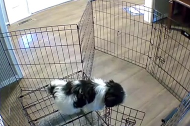 Chú chó bé nhỏ với màn "vượt ngục" đầy tài tình