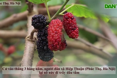 Kiếm tiền triệu nhờ hái dâu tằm