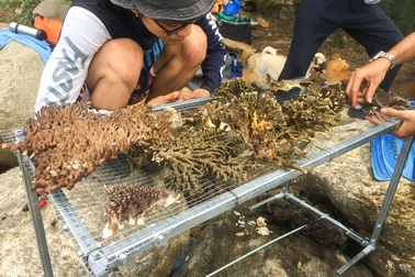 Đội “cứu hộ” san hô