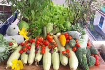 Mẹo hay: Học cách trộn giá thể trồng rau sân thượng thay cho đất