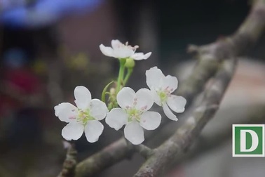 Lê rừng như cây củi khô giá tiền triệu “hút” khách Hà Nội