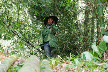 Cây ấm no giúp dân miền núi thu tiền tỷ, trồng một lần thu hoạch 30 năm